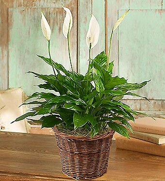 Spathiphyllum (Peace) Plant-small