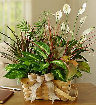 (Best Seller)Classic Dish Garden