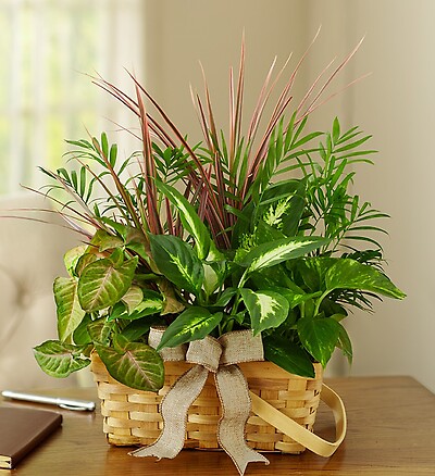 (Best Seller)Classic Dish Garden