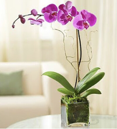 1 Stem Purple Elegant Orchid